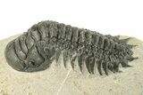 Detailed Crotalocephalina Trilobite - Atchana, Morocco #251053-3